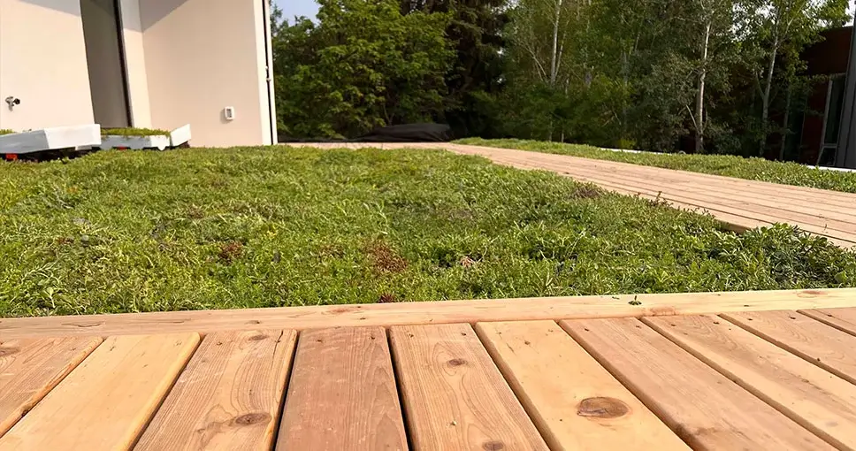 Wooden deck leading to a green roof with trees in the background.