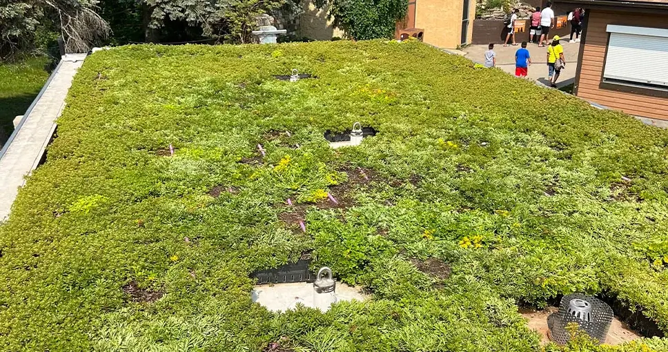 Green roof with various plants and people in the background.