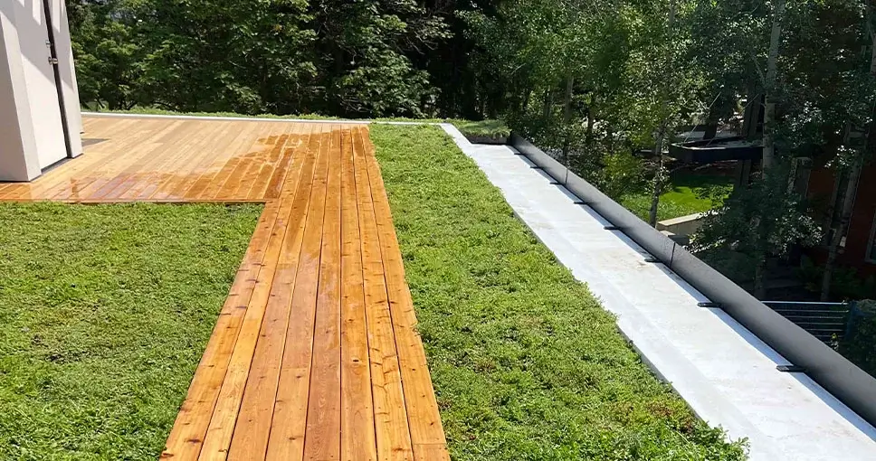 Wooden pathway on a green roof with trees in the background.