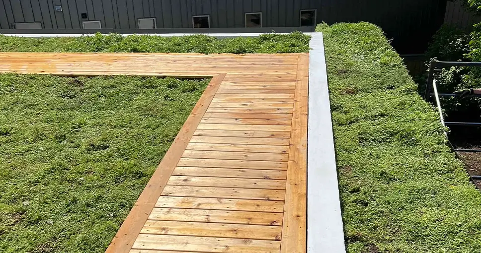 Wooden pathway on a green roof with a building in the background.