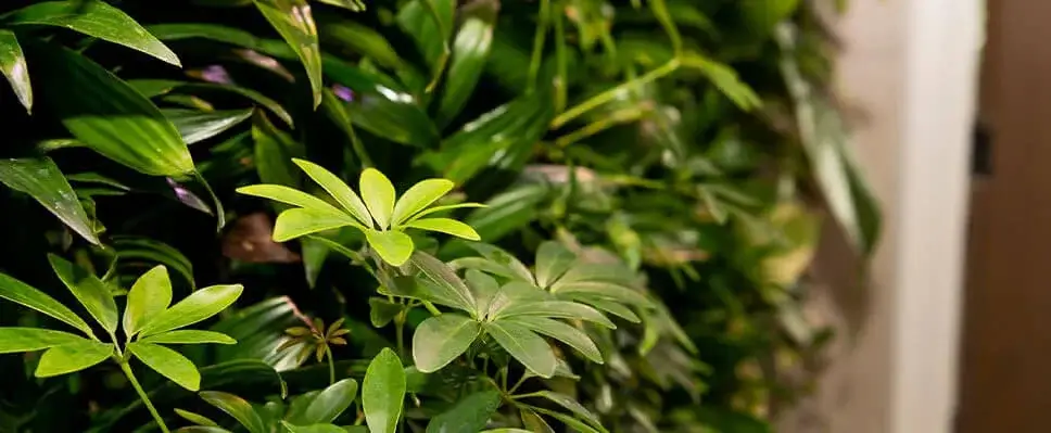 Close-up of vertical green wall in Edmonton with lush foliage, diverse leaf shapes, and textured plant arrangement.