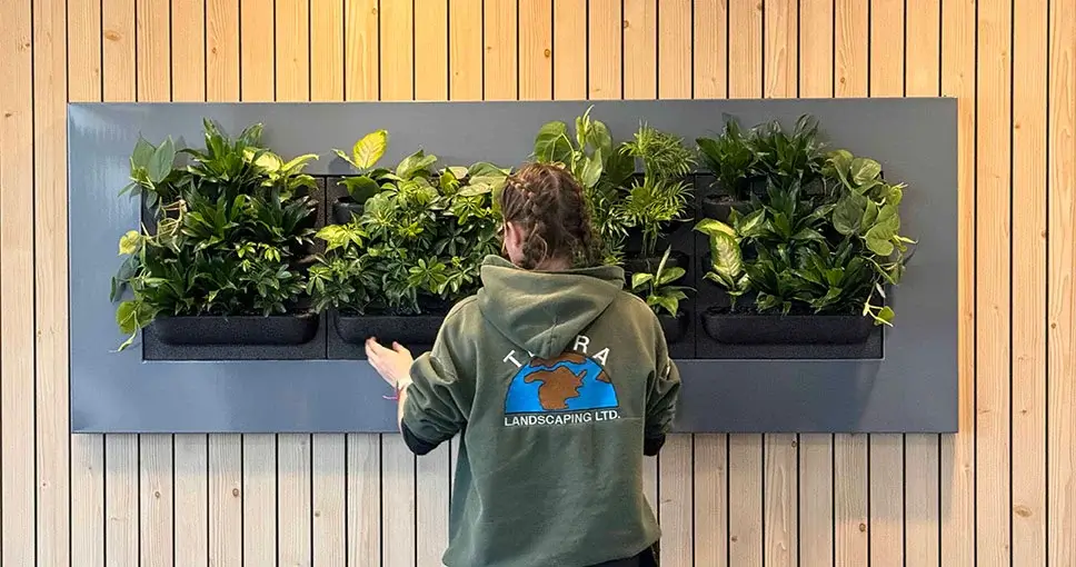 Person tending indoor vertical garden on wooden wall.