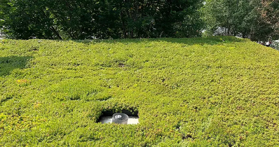 Green roof with dense vegetation and a ventilation pipe.