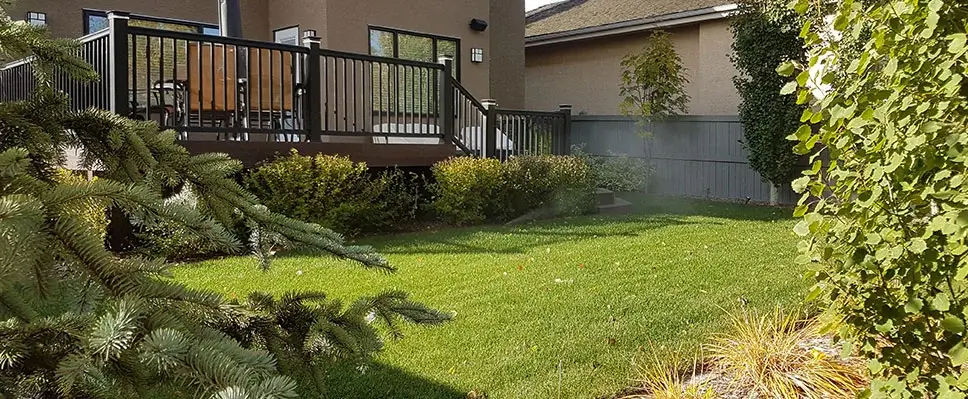 A dark brown raised wooden deck with black metal railings overlooking a vibrant green lawn and a grey privacy fence in an Edmonton backyard.