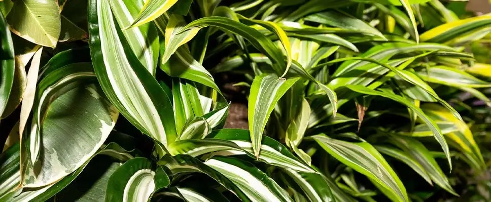 Close-up of striped Dracaena foliage in Edmonton with lance-shaped leaves in green, white, and yellow variegation.