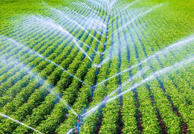 Irrigation systems in Edmonton watering agricultural crops in neat green rows