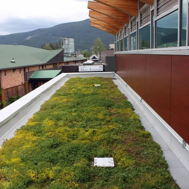 Modern green roof Edmonton with drought-tolerant sedum, wooden overhangs, and sustainable architectural design.