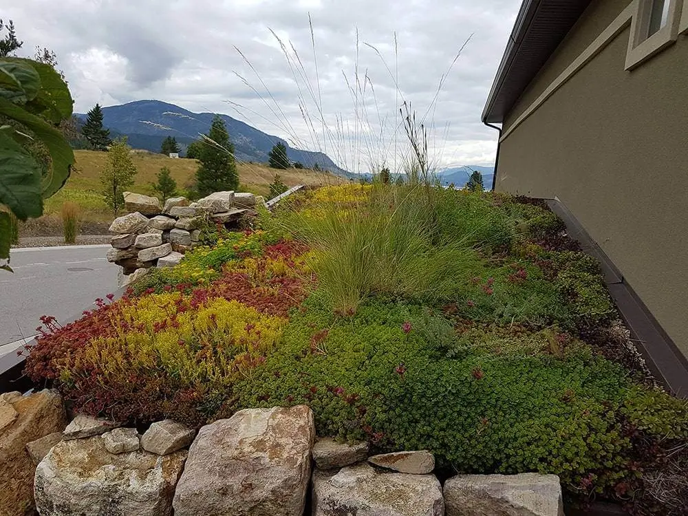 Sustainable green roof Edmonton with drought-tolerant succulents, stone border, and scenic mountain backdrop.