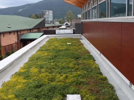 Green roof with sedum plants on modern building by Edmonton structural landscaping experts