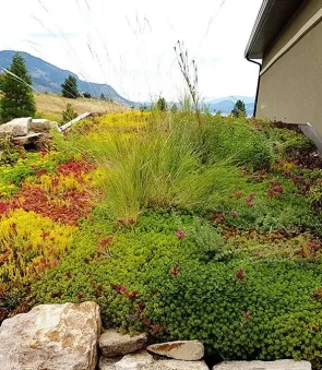 Colorful green roof garden with native plants by Landscaping in Edmonton