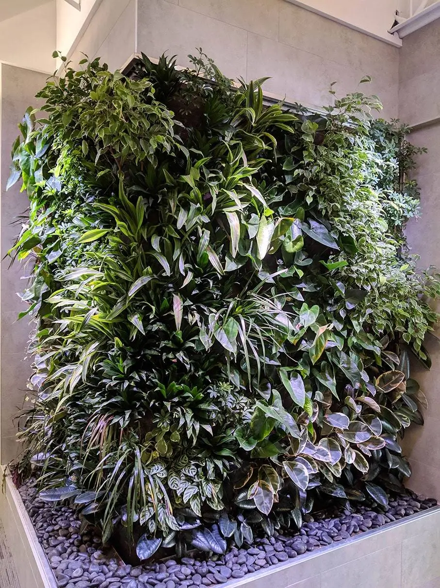 Indoor Edmonton living wall featuring dense vertical greenery