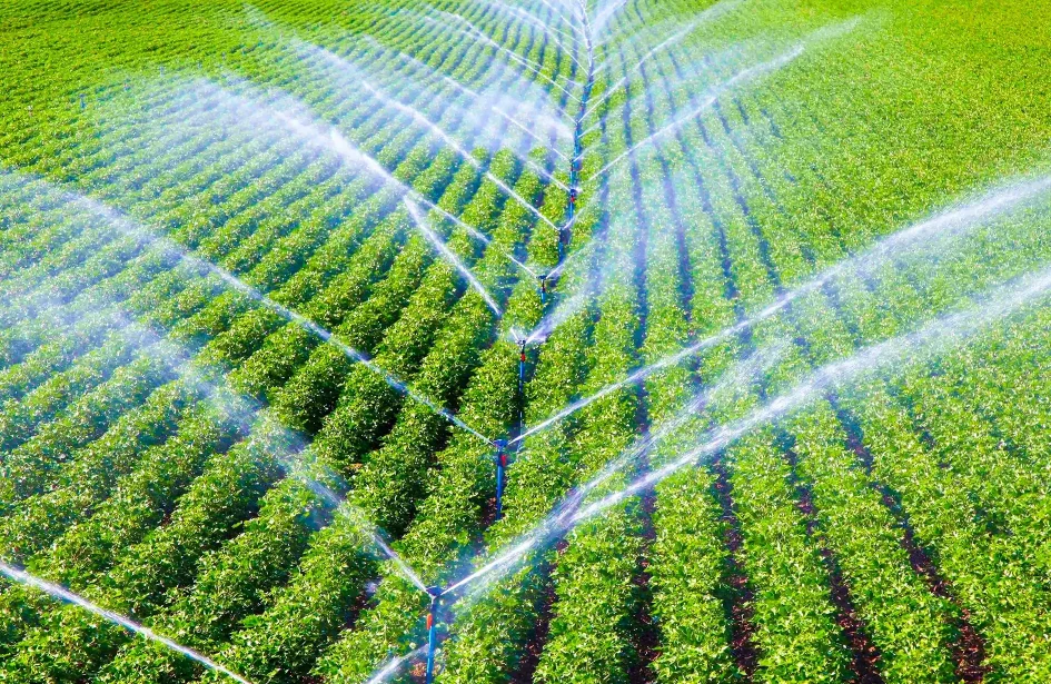 Irrigation systems in Edmonton watering agricultural crops in neat green rows