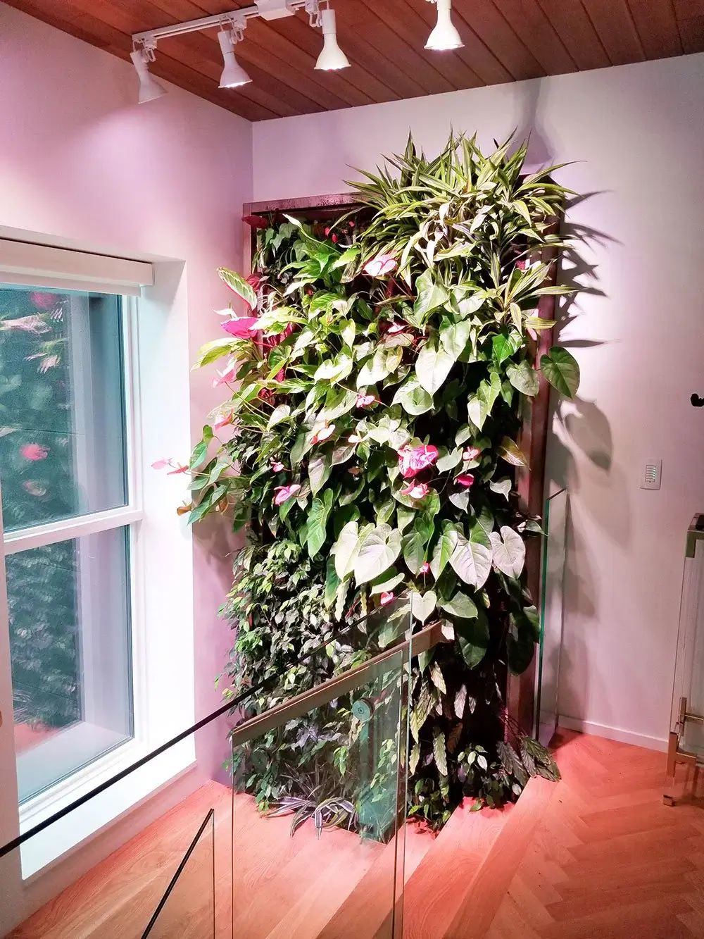 A lush indoor living wall featuring various tropical plants installed in a modern Edmonton home by Terraland.
