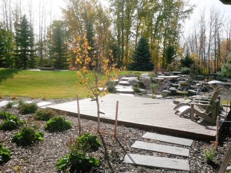 Fall backyard landscaping Edmonton with wooden deck, stone pathway, mulched garden bed, and autumn trees.