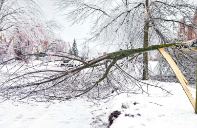 Large tree branch snapped and fallen across a snowy residential street following a heavy ice storm.