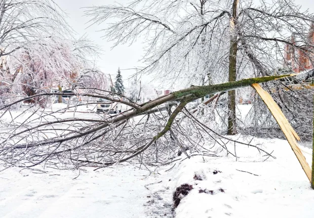 Large tree branch snapped and fallen across a snowy residential street following a heavy ice storm.