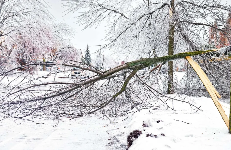 Large tree branch snapped and fallen across a snowy residential street following a heavy ice storm.