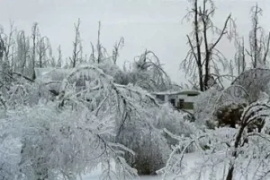 Extensive view of a rural or suburban landscape where trees are heavily coated and sagging under thick ice accumulation following a severe winter storm.