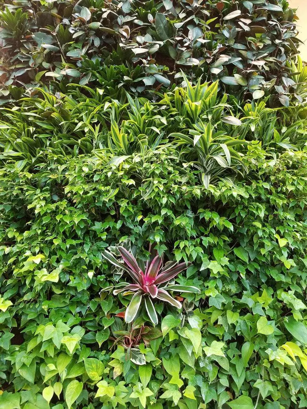 layered vertical garden in Edmonton with ivy foliage purple spiky plants and glossy leaves showcasing biophilic design