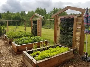 Wooden raised garden beds with leafy vegetables next to vertical planter structures in a backyard.