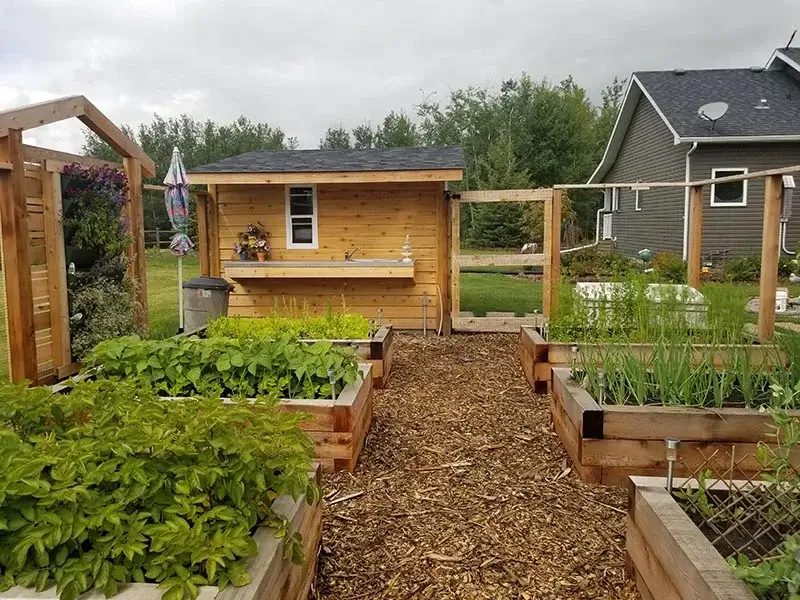 Multiple cedar raised garden beds with healthy vegetable plants, a wood shed, and vertical planters.