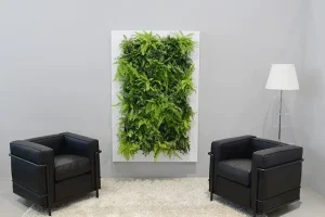 A white-framed vertical living wall featuring lush green ferns, mounted on a grey wall between two modern black leather armchairs.