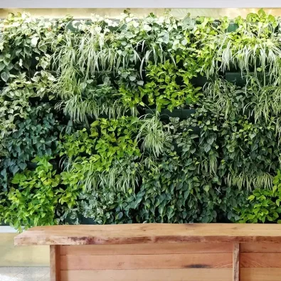 A lush indoor vertical living wall featuring spider plants and pothos varieties installed above a natural wood counter.