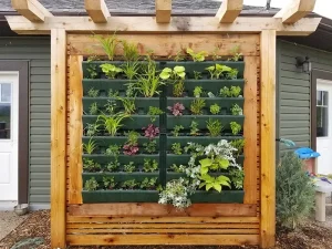 A large wooden pergola frame featuring a vertical living wall system with green planters holding a variety of herbs and decorative plants.