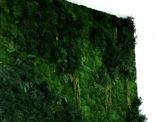Close-up of a preserved moss and fern vertical wall.