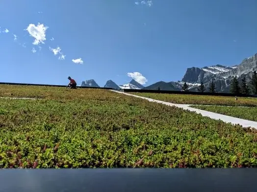 A wide panoramic view of a lush sedum green roof with a worker in the distance and a sharp mountain range under a clear blue sky.