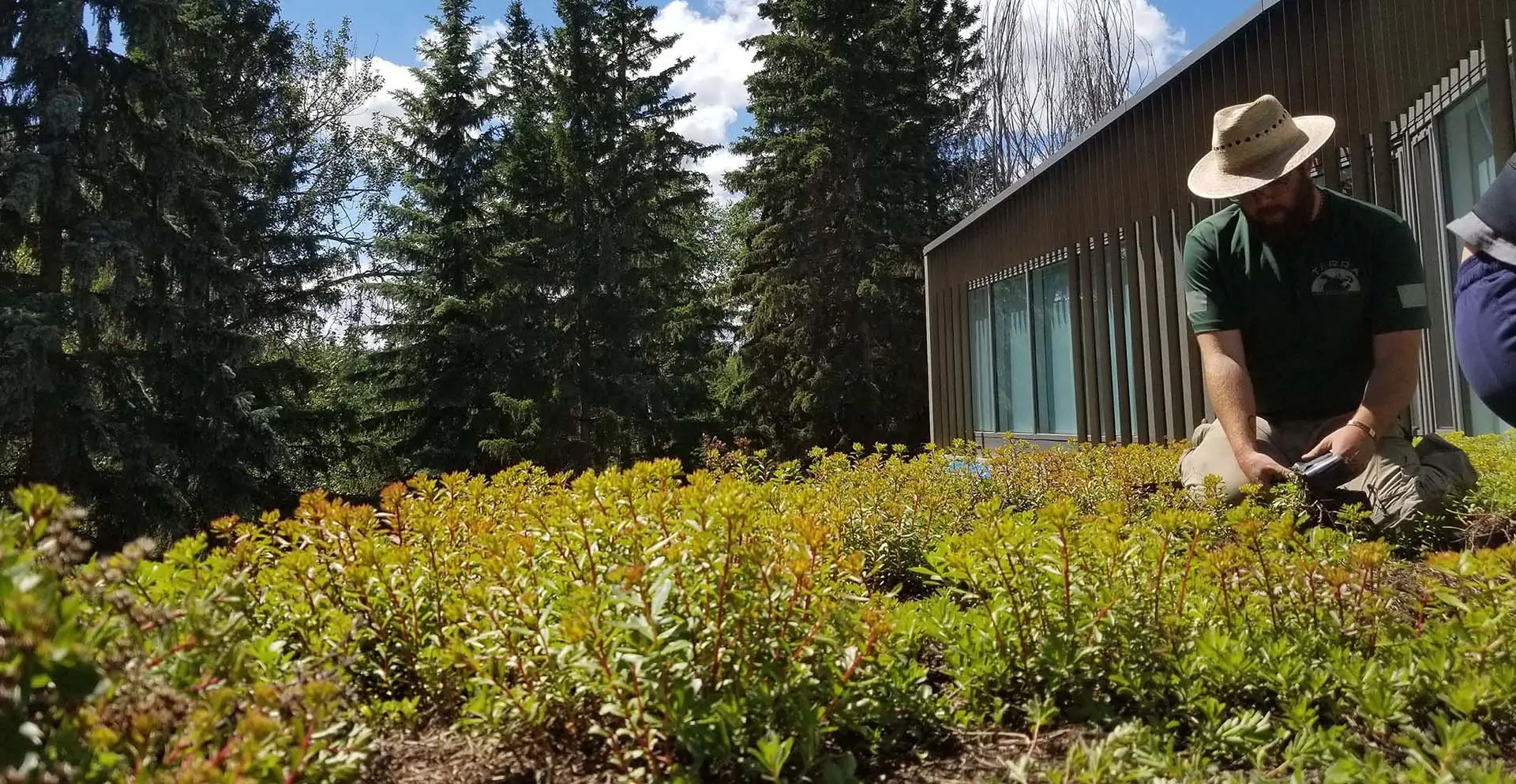 A man in a hat working on a lush green roof next to a modern building.