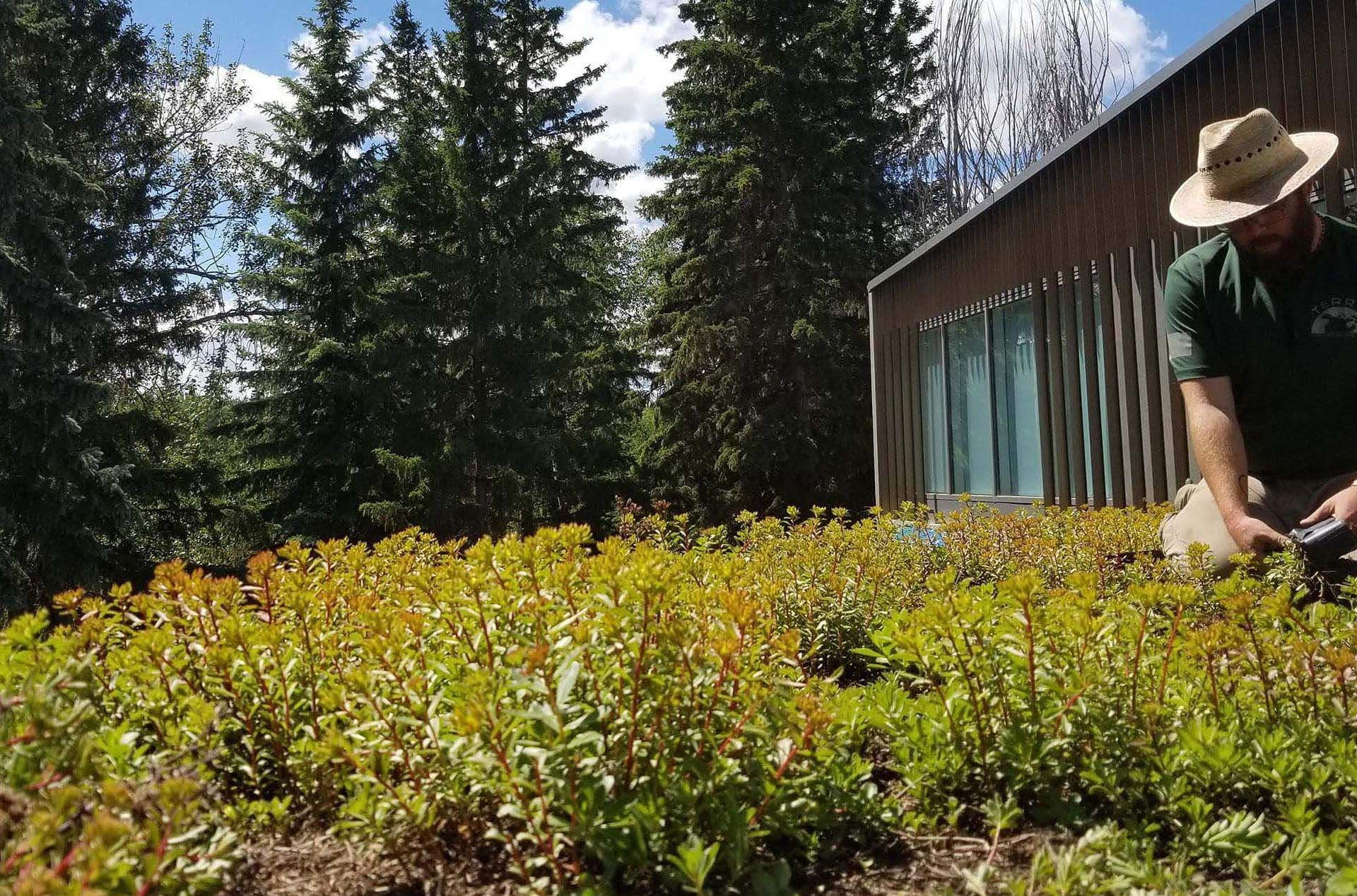 Close-up of small, round blueberries growing on a leafy green plant.