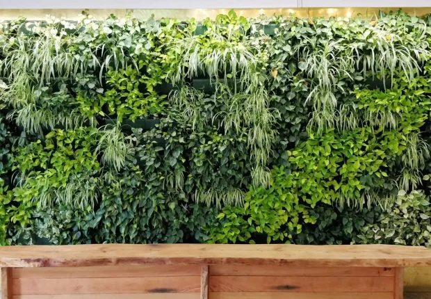 Large vertical plant wall with a natural wood bench in front.