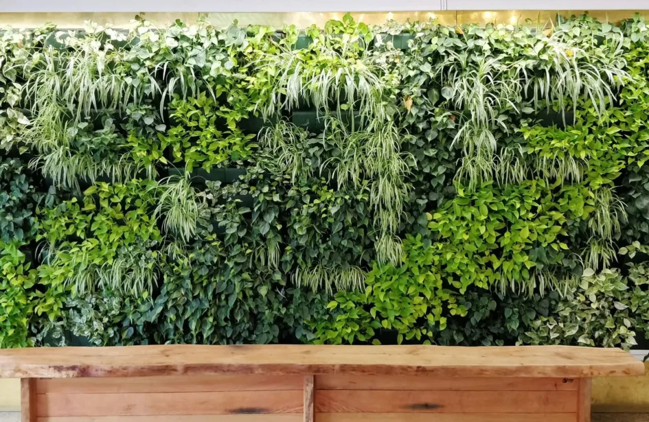 Large vertical plant wall with a natural wood bench in front.