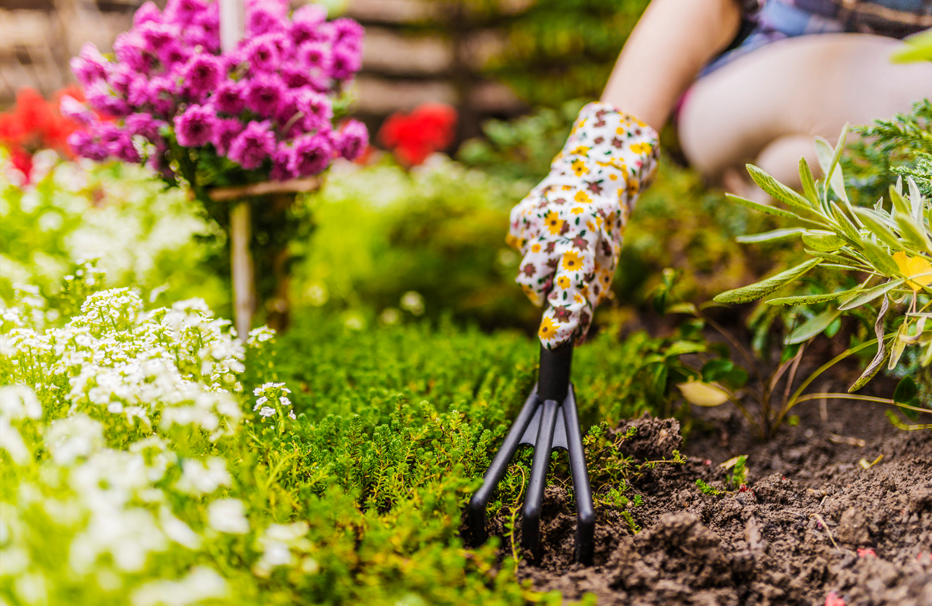 Person with gardening gloves using a hand tool for spring clean up in a colorful flower garden.