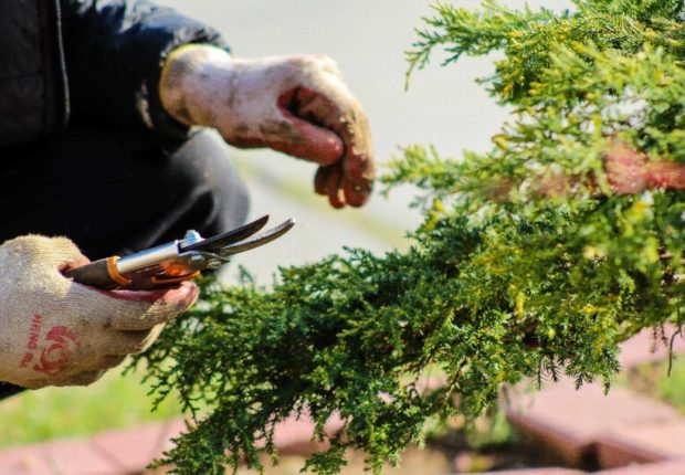 Gardener pruning evergreen shrub during spring clean up in a residential yard