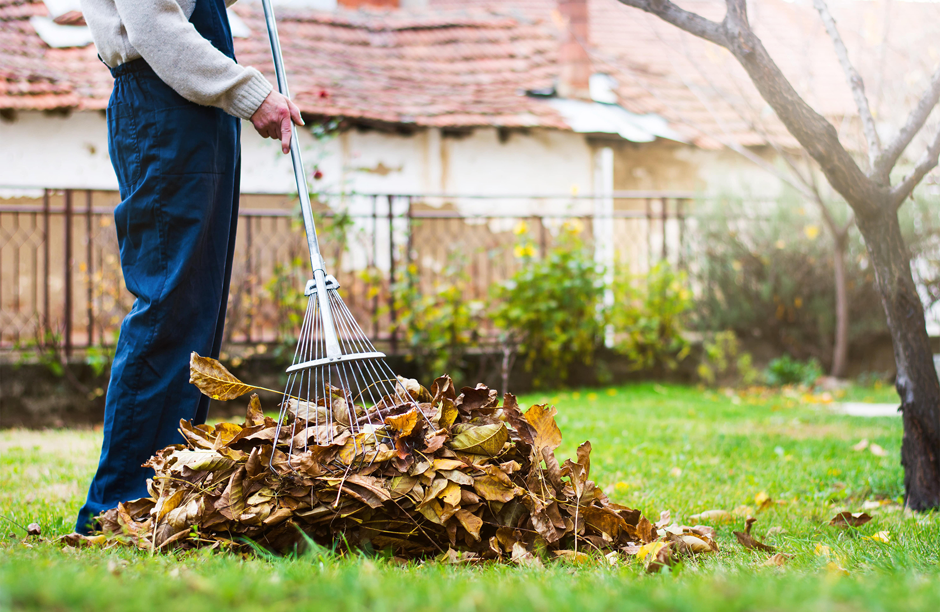 Person using a rake to gather leaves during spring clean up in a garden near a house.