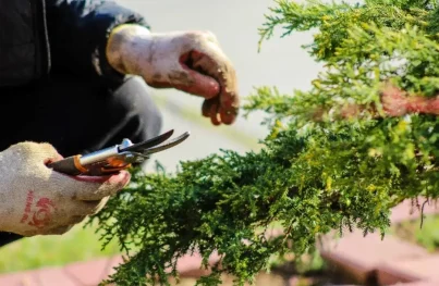 Gardener pruning evergreen shrub during spring clean up in a residential yard