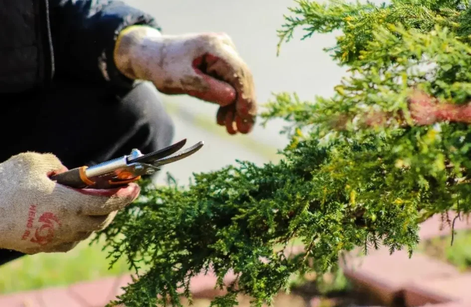 Gardener pruning evergreen shrub during spring clean up in a residential yard