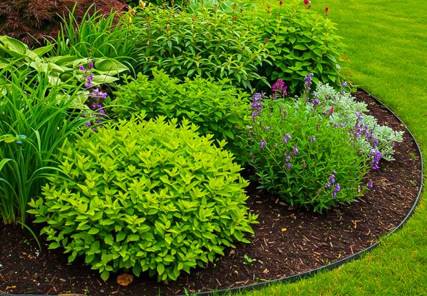 A garden bed with various green perennials and purple flowers.