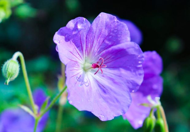 Close-up of a vibrant purple Geranium flower