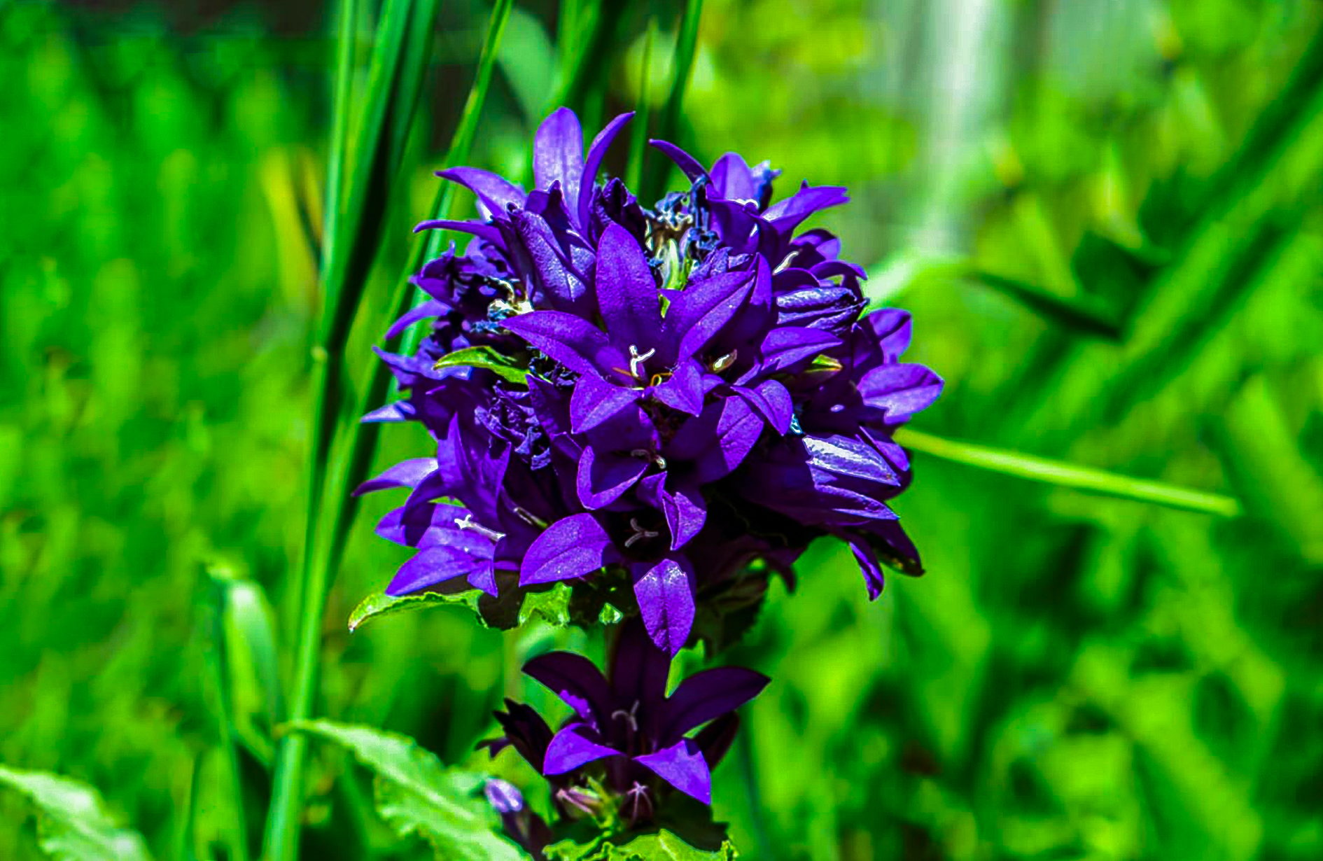 Vibrant Clustered Bellflower Bloom.