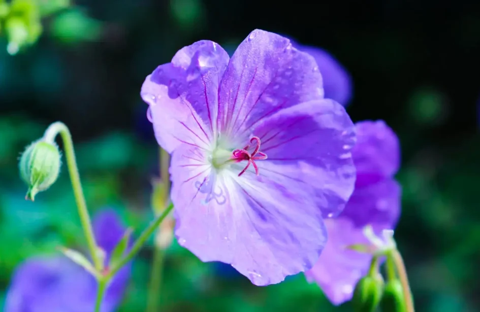 Close-up of a vibrant purple Geranium flower
