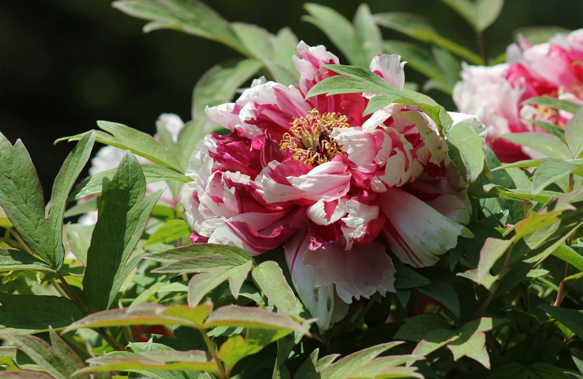 a Paeonia suffruticosa, commonly known as a tree peony.