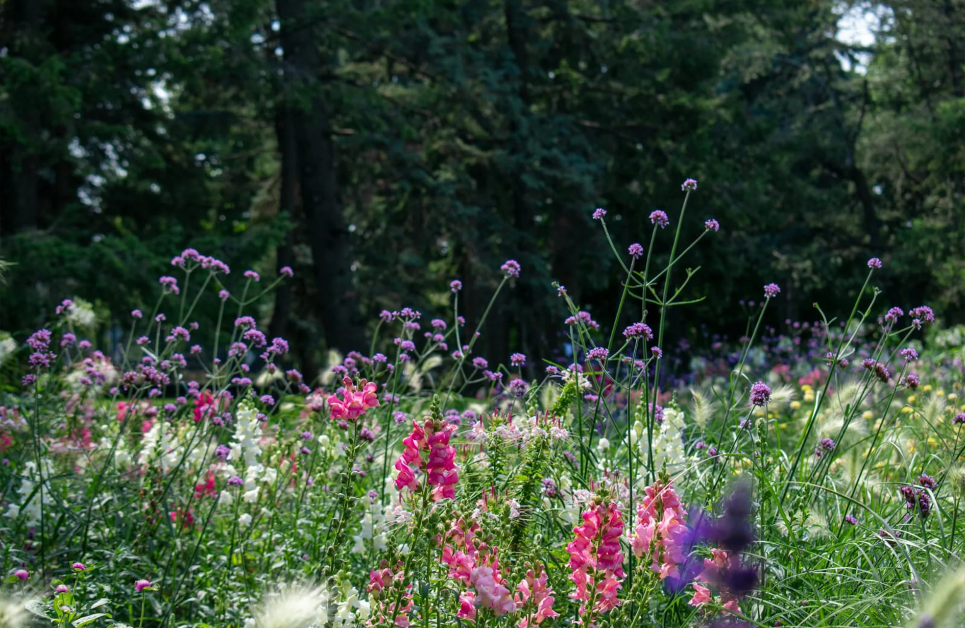a patch of Verbena, Centranthus, or De Wilde Bertram flowers.