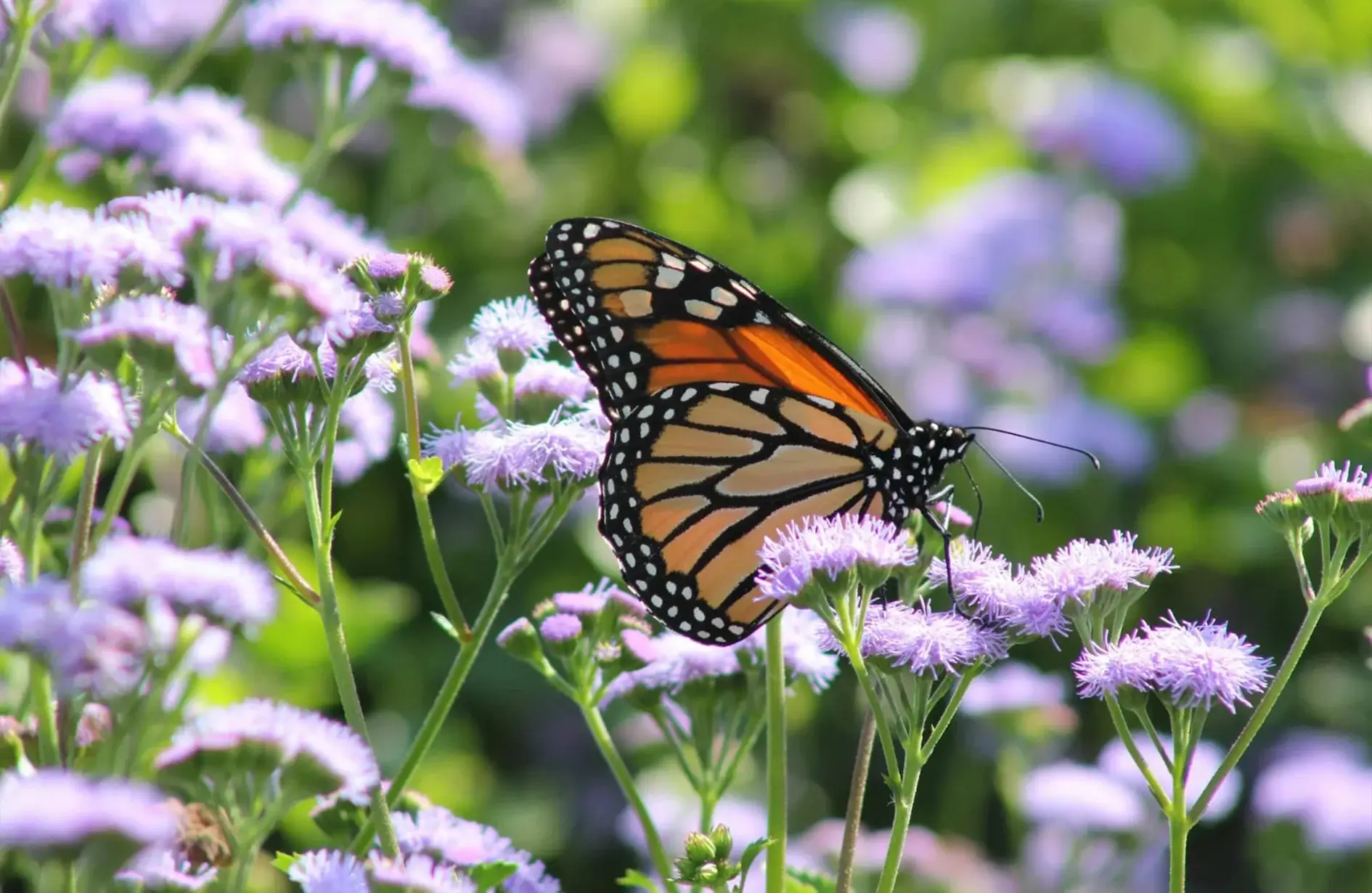 Monarch butterfly (Danaus plexippus) resting on a Blue Mistflower (Conoclinium coelestinum). 