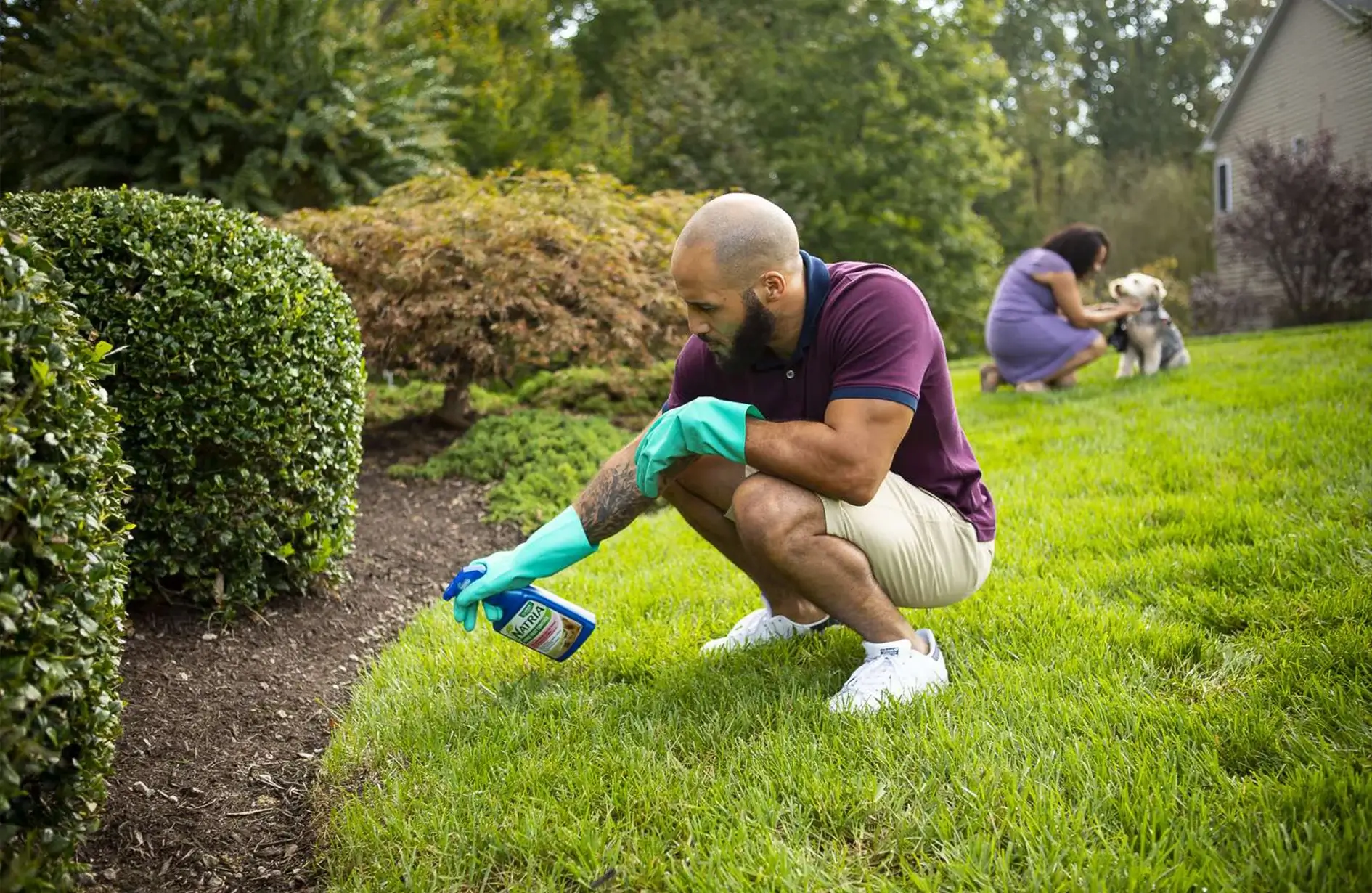 Homeowner applying weed spray as part of lawn care in Edmonton