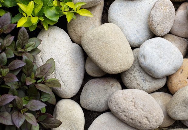 Smooth river stones with garden plants