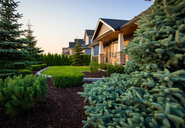 Modern grey townhouses with landscaped front yard, blue spruce trees, boxwoods, curved path, and green lawn at sunset.