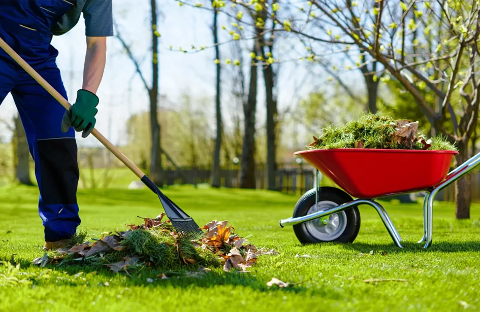 Professional landscaper performing spring yard clean up in Edmonton, raking leaves into a red wheelbarrow on a green lawn.